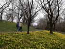 まんのう公園で春の便り　※4月4日（土）は平日料金