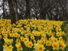 国営讃岐まんのう公園で春のお花めぐり♪