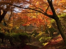 香川県の紅葉スポット（金刀比羅宮裏参道）