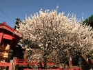 【滝宮天満宮】香川の梅の名所★　飛梅や枝垂れ梅など見ごろです