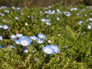 「善通寺五岳の里　市民集いの丘公園」で春のお花便り