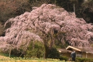 【堀池の枝垂れ桜】香川の🌸お花見スポット★間もなく見頃♪