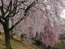 【香川県園芸センター】「三春滝桜」、陽光桜が見頃♪