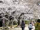 【栗林公園】見頃の桜が増えてきました♪