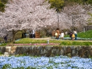 「善通寺五岳の里市民集いの丘公園」春爛漫！ネモフィラの青い絨毯と桜のコラボ　※4月3日（土）若干空室あります