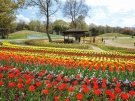 【国営讃岐まんのう公園】春らんまんフェスタ♪春のフラワーリレーを満喫♪