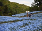 【国営讃岐まんのう公園】丘一面が「ネモフィラ」で淡い空色に彩られていました♪