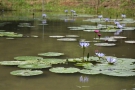 「財田里山ビオトープ」三豊市（宝山湖）にプチ「モネの庭」？青い睡蓮が咲いてます♪