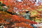 【香川の紅葉スポット】法泉寺★樹齢100年超のモミジの木々が見頃♪