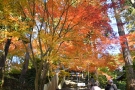 【香川の紅葉スポット】四国霊場第81番札所「白峯寺」