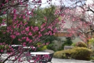 【花てらす庭園】梅の花が見頃を迎えています。　※週末（2/18・19）空室ございます