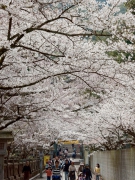 【金刀比羅宮】桜の時期は桜馬場に桜のトンネルが登場