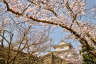 【丸亀城】4/14まで桜まつり★桜が見頃♪