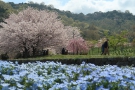 「善通寺五岳の里市民集いの丘公園」で春爛漫！ネモフィラの青い絨毯と桜のコラボ