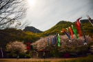 【不動の滝カントリーパーク】鯉のぼりと桜のコラボ♪