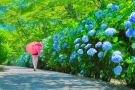 梅雨の時期を彩る香川の観光スポット★「紫雲出山」の紫陽花
