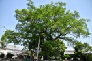 【琴平町の大センダン」樹齢300年の天然記念物