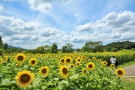 【国営讃岐まんのう公園】サマーフェスタ★黄色い「ひまわり」とふわふわもこもこ色鮮やかな緑葉の「コキア」を堪能♪