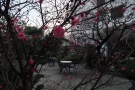 【花てらす庭園】明日2月4日は立春！梅も咲き始めています。