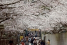 琴平町（金刀比羅宮）は香川でも有数の桜の名所♪　※例年3月下旬から4月上旬が見頃。