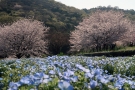 【善通寺五岳の里　市民集いの丘公園】春らんまん♪桜とネモフィラのコラボ満喫♪
