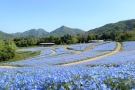 【国営讃岐まんのう公園】春らんまんフェスタ★55万本のネモフィラが見頃♪　※紅梅亭GW空室条項のご案内