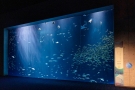 【四国水族館】四国最大級の水族館でダイナミックで多様な水景と生きものたちを満喫