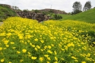 【国営讃岐まんのう公園】キバナコスモスが見頃♪