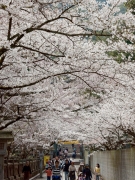 桜のトンネルで彩る「金刀比羅宮」