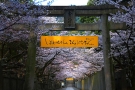 【金刀比羅宮】「桜馬場」では桜のトンネルができます。　※4月6日空室あります