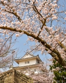 【丸亀城】桜まつり開催（3月27日～4月10日）　桜は4月5日頃満開の予想♪　※4月6日（土）に空室あります