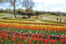 【国営讃岐まんのう公園】春らんまんフェスタ 開催中！※4月6日（土）空室あります