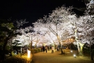 【特別名勝　栗林公園】3月29日～4月7日★「春のライトアップ」開催！