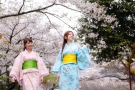 【琴平は桜の名所】今年は4月上旬が見頃の様子。