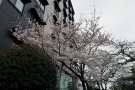 【紅梅亭】花てらす庭園の桜が見頃　　※週末若干空室ございます。