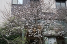 「花てらす庭園の桜が3分咲き🌸春の琴平を満喫♪」