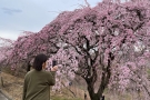 【さぬきフラワーガーデン】紅しだれ桜が見頃を迎えました🌸
