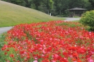 初夏のまんのう公園で季節の花めぐりを楽しんだあとは…紅梅亭で癒しの温泉旅を