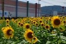初夏のまんのう町で、ひまわり咲き始めました🌻紅梅亭から車で約10分♪