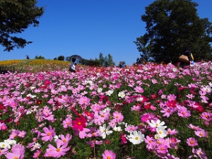 The Sanuki Mannou Park