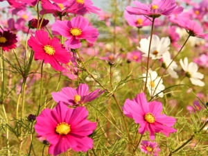 Garden cosmos!!