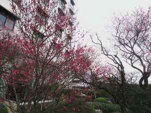 Plum blossom is in full blooming on 1/25