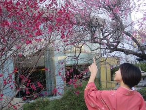 Plum blossom is in full blooming on 2/2