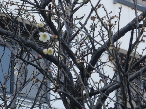 Plum blossom is in full blooming on 2/2
