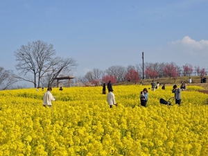 Sanuki Mannou Park - Spring Flowers' Festival !!