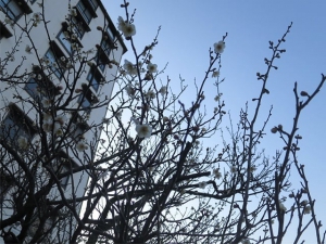 White Plum is blooming (2/12/2019)!!!