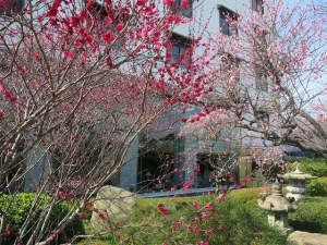 White Plum blossom is in full blooming this WEEK!