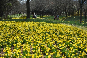 Spring Flower Festival