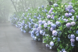 Let's go taking some pictures of Hydrangea macrophylla!!