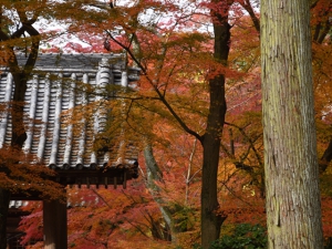 Must-See foliage spots in Kagawa county. (Part.2)